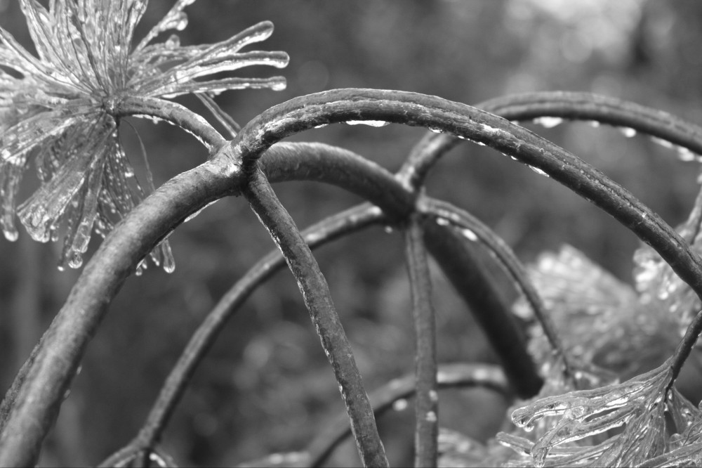 Life on Locust Ridge